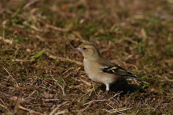 Chaffinch female - H.jpg - Chaffinch, female - Forest of Dean